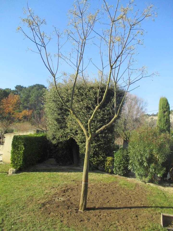 Création de jardin Saint-Paul-Trois-Châteaux