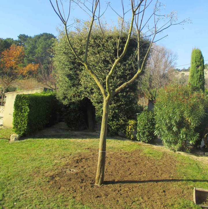 Taille haies, Saint-Paul-Trois-Châteaux